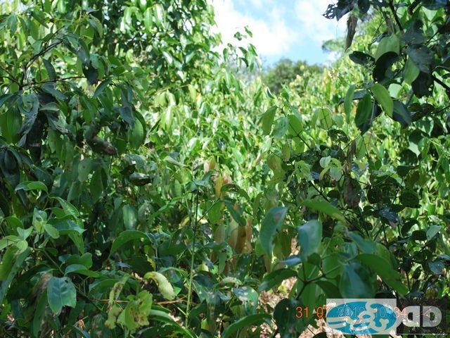 our-plantations_00006.jpg